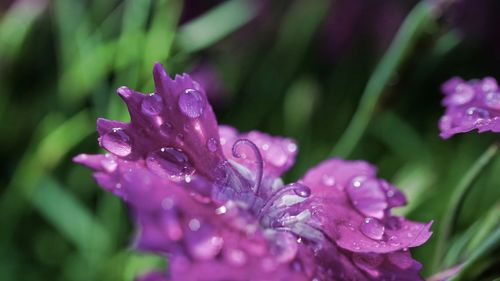 Close-up of wet purple flower