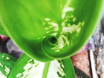 Close-up of green snake on plant