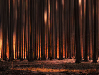 Trees growing in forest during sunset