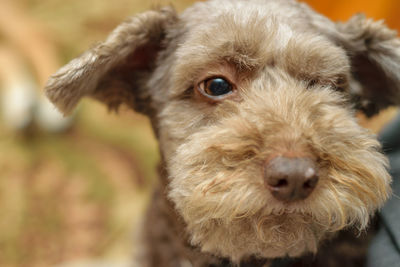 Close-up portrait of dog sticking out tongue outdoors