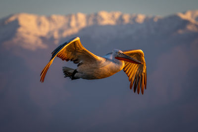 Bird flying against sky