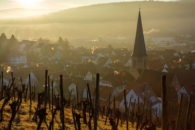 Vineyard and village with church stepple in back lit