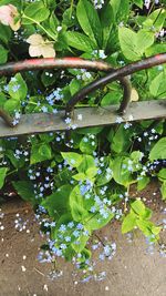 Close-up of fresh green plants in water