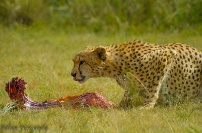 Full length of a cat eating grass on field