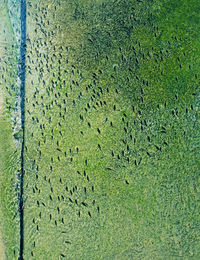 High angle view of plant on field