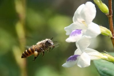 Close-up of bee pollinating flower