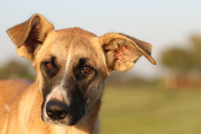 Close-up portrait of a dog