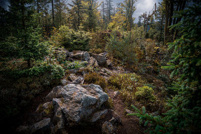 View of pine trees in forest