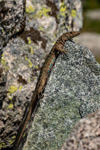 Close-up of insect on rock