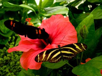 Close-up of butterfly on hibiscus blooming outdoors