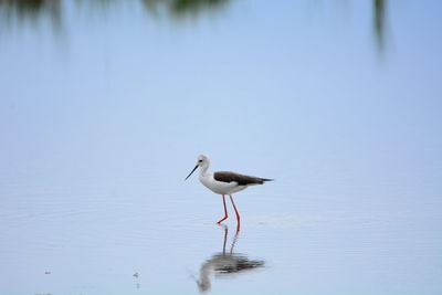 Bird in water