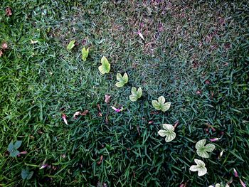 High angle view of flowers blooming on field