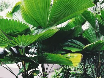 Low angle view of palm tree leaves