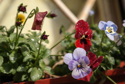 Close-up of flowers