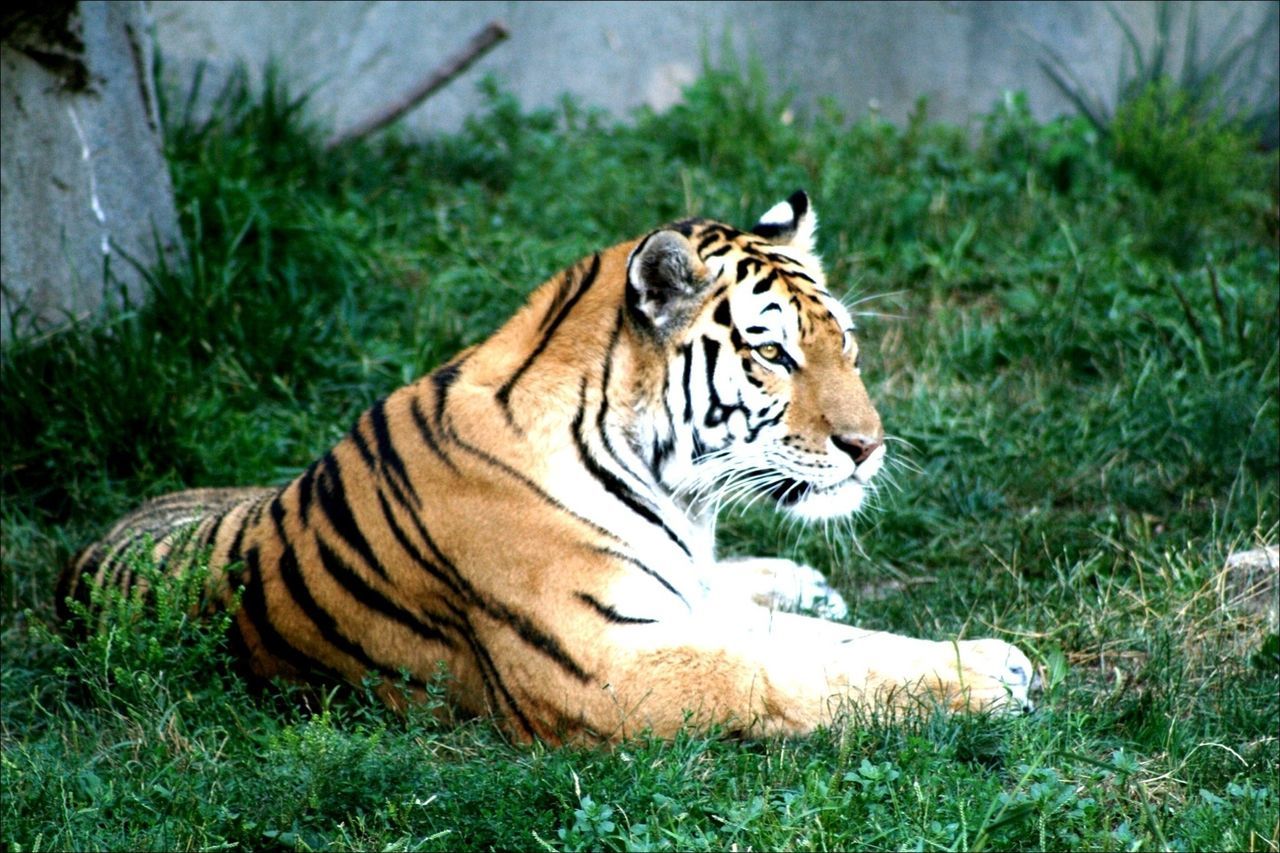 animal themes, one animal, tiger, mammal, animals in the wild, animal markings, wildlife, safari animals, grass, relaxation, undomesticated cat, big cat, field, lying down, focus on foreground, plant, forest, day, nature, endangered species