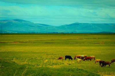 Horses in a field