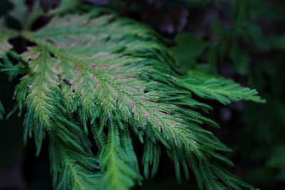 Close-up of fresh green leaves