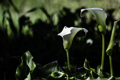 Close-up of white flowering plant