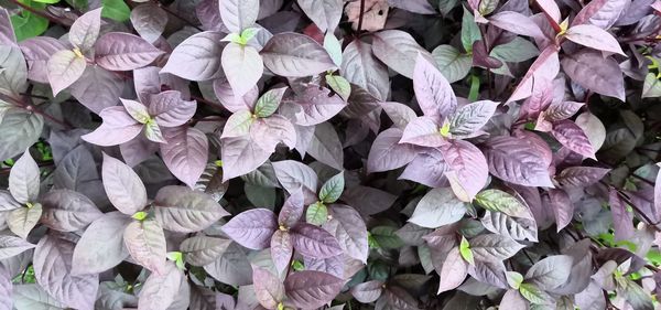 Full frame shot of purple flowering plants