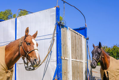 View of a horse against blue sky