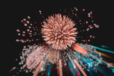Low angle view of firework display against sky at night
