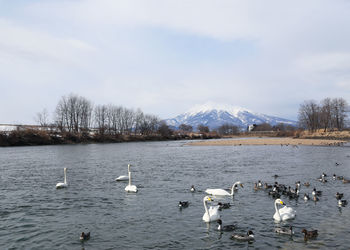 Birds flying over calm lake