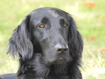 Portrait of black dog