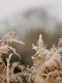 Selective focus photo of frosty heather on a cold, winters morning.