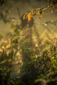 Close-up of insect on web