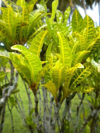 Close-up of fresh green plants