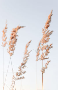 A dry, golden cane branch against a calm sky. abstract, minimalistic, trending background in boho 