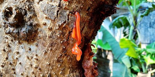 Close-up of insect on tree trunk