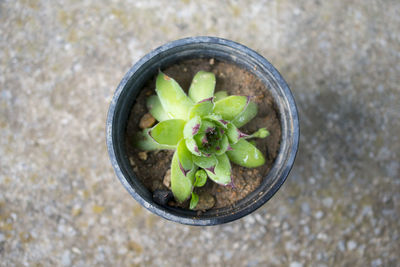 High angle view of plants in bowl