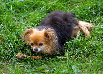 Portrait of dog on field