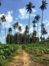 Papaya and coconut groves behind the pine forest