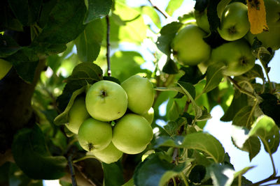 Low angle view of fruits on tree