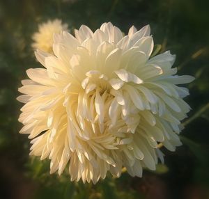 Close-up of white dahlia