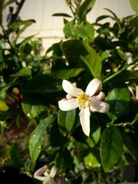 Close-up of white flowers