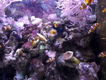 Close-up of clown fish swimming by coral in sea