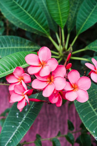 Close-up of pink flowering plant