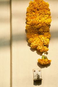 Close-up of yellow flowers hanging on wall