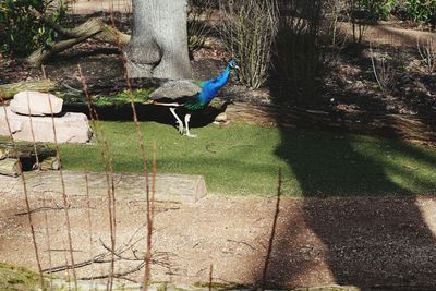 View of peacock and plants