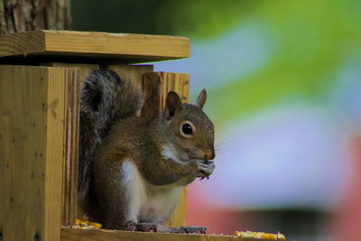 Close-up of squirrel
