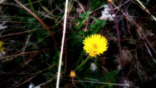 Close-up of yellow flowers blooming outdoors