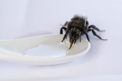 Close-up of honey bee on white plate