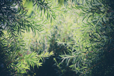 Close-up of pine tree