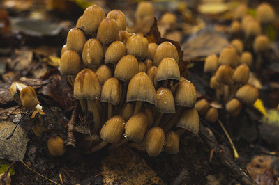 nature