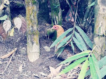 High angle view of birds on land