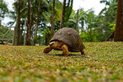 Mauritius giant