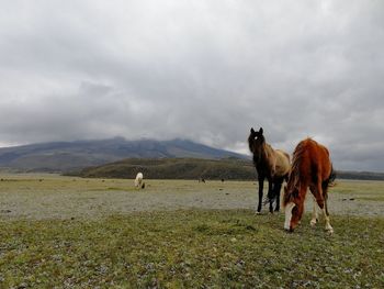 Horse grazing in a field